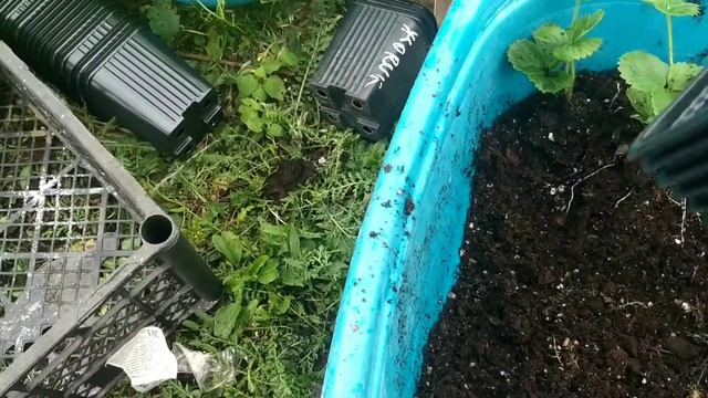 Рассада земляники Азия. Мой первый эксперимент по выращиванию. смотреть онлайн