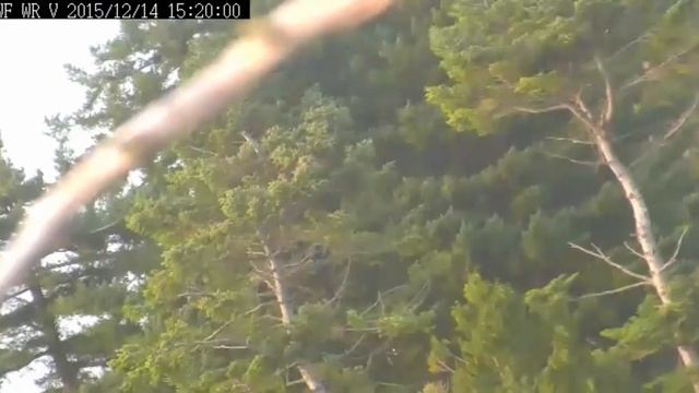 White Rock BC. eagles 12.14.15 300pm eagles build another nest in the area смотреть онлайн