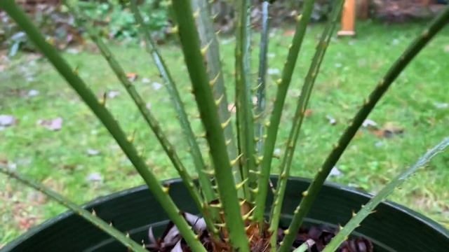 Chamaerops humilis is a Very Adaptable and Cold-Hardy Palm смотреть онлайн