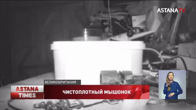 Мышонок каждую ночь убирается в сарае у фермера смотреть онлайн