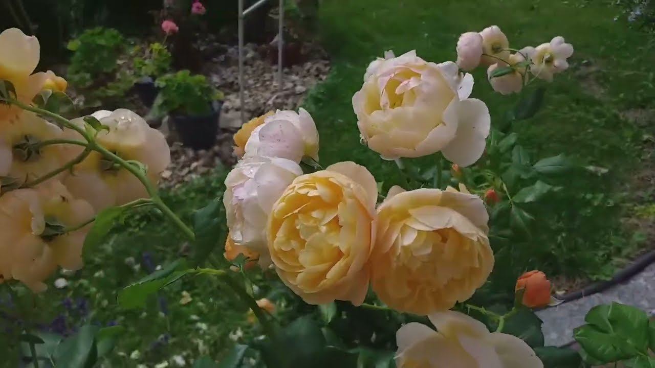 Розы Гортензии Лилии Фуксии - Обзор в конце июля смотреть онлайн