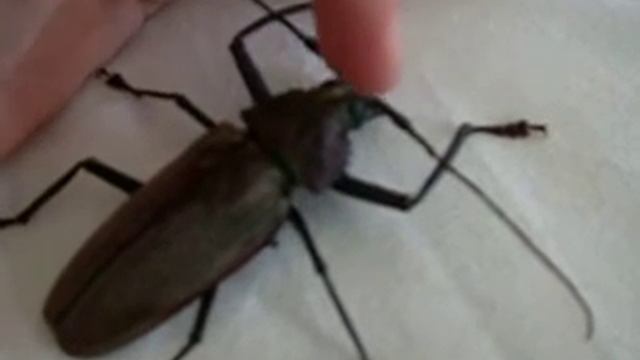 Largest Beetle In The Dominican Republic, Xixuthrus Domingoensis (Coleoptera: Cerambycidae)