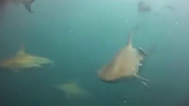 Nomads Tours South Africa Aliwal Shoal смотреть онлайн
