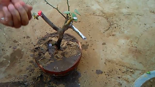 68 Rose cutting grow after waterleyring care & tips(January 2017) смотреть онлайн