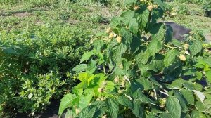 Малина Делнива. Первое плодоношение