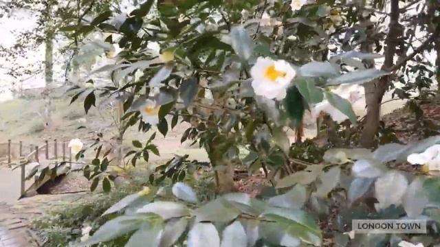 Wander to the Dell смотреть онлайн