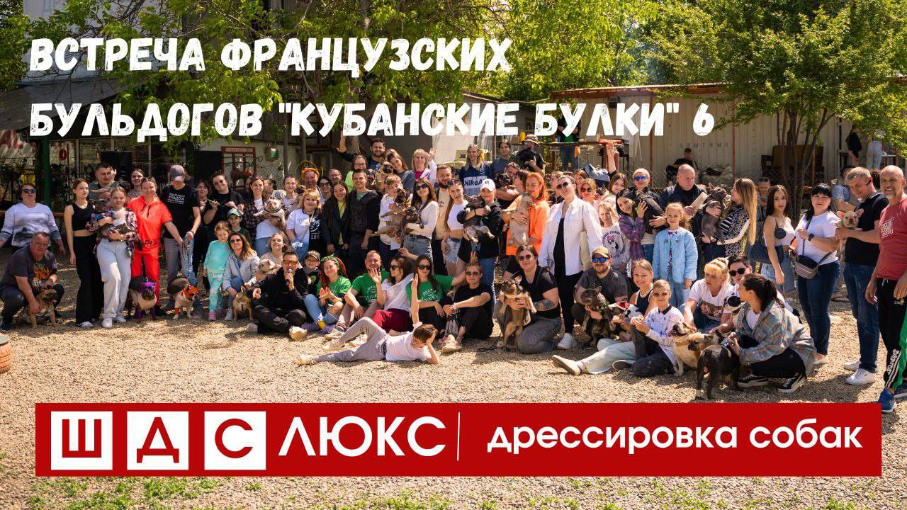 Встреча французских бульдогов в Краснодаре