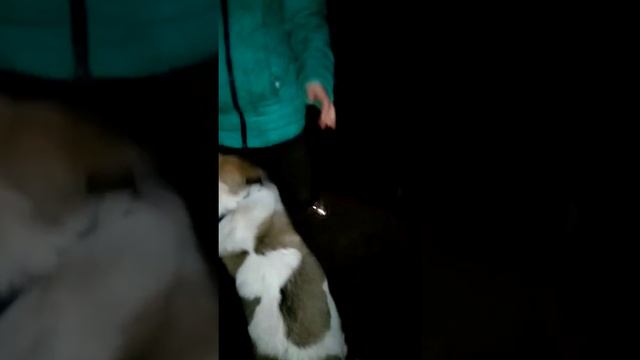 это сново собака моей подруги. мы над собакой не издеваемся просто он щенок ему 4 месяца и кусается смотреть онлайн