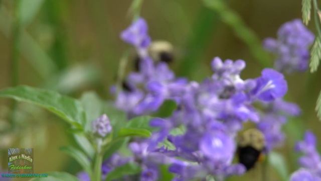 Beautiful Relaxing Nature - Birds, Flowers Nature Soothing Sounds Of Water, Rain And Music.  In 4K