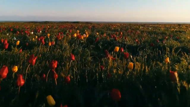 Кто же так смог! смотреть онлайн