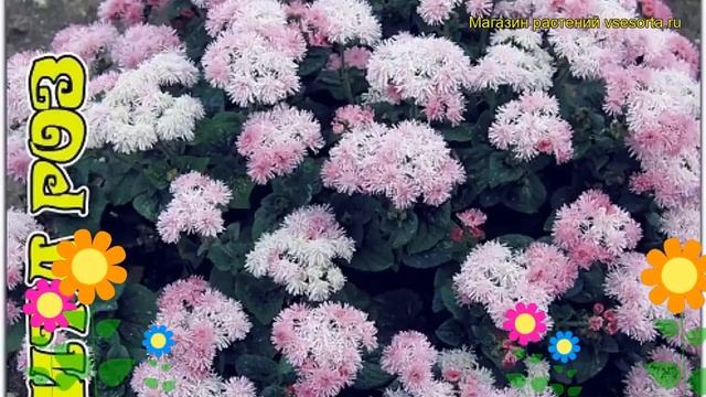 Агератум Литл Роз. Краткий обзор, описание характеристик, где купить семена Little Rose смотреть онлайн