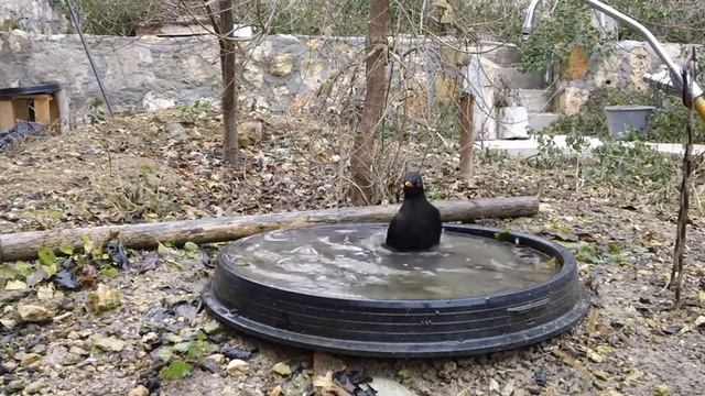 Малиновка, сойка. Купание птиц. смотреть онлайн