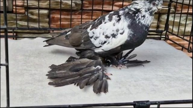 Я купил дом от продажи голубей. Двухчубые голуби. Tauben. Pigeons. Palomas. Pombos. 비둘기.