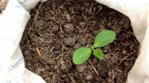 Супер способ выращивание кабачков на балконе / От семечки до урожая