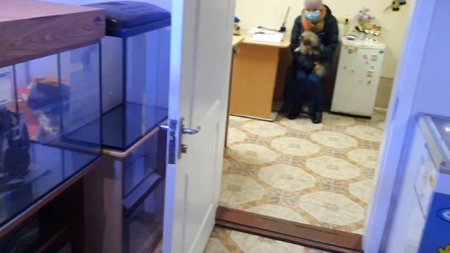 Комплексная прививка у собак, подготовка, процедура, уход после. смотреть онлайн