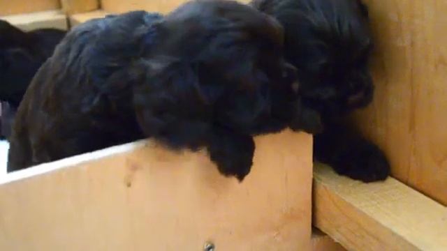 Щенки шоколадного кокер спаниель питомник "Boutique chocolateria" смотреть онлайн