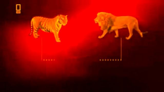 Самая крупная кошка в мире это Лигр. The Largest Cat In The World Is A Liger