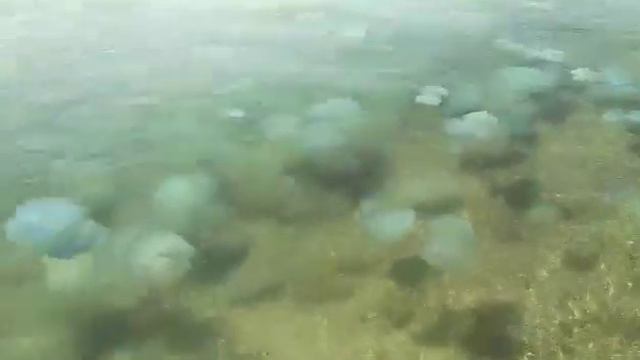 Медузы в начале августа вновь атаковали пляжи Бердянска смотреть онлайн