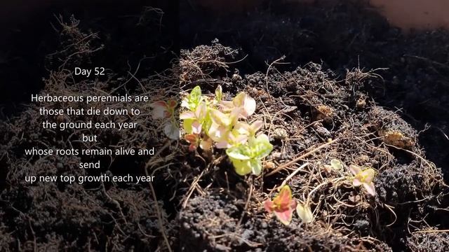 How to grow Polka dot plant (Hypoestes Phyllostachya) from seeds смотреть онлайн