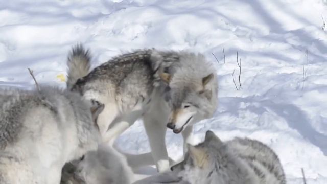 Wolves Mating Hard Successful And Knot Stuck. Dogs Mating.