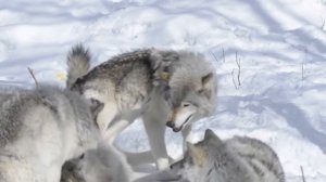 Wolves Mating Hard Successful And Knot Stuck. Dogs Mating.
