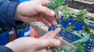 Пеларгония Королевская?Важная Обрезка на зиму???