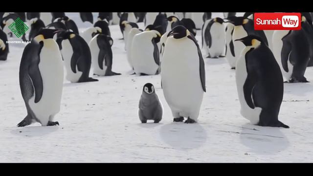 Что происходит с организмом, когда вы поститесь? смотреть онлайн