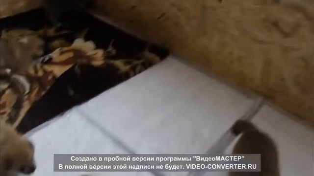 Щенки АКИТЫ Питомник "Легенда нашего времени " смотреть онлайн