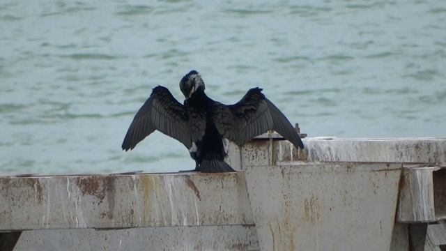 Бакланы птицы на чёрном море смотреть онлайн