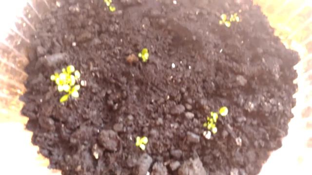 Влог. Погода 7 марта. Глоксиньи и бегония корневая. смотреть онлайн