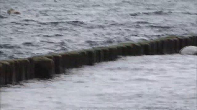 Schwäne in Kölpinsee - Лебеди в Кёльпинзее смотреть онлайн