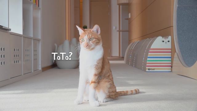 My Kittens Tried To Milk LuLu! | Kittisaurus