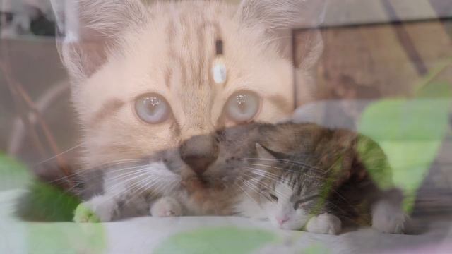 Что ты думаешь?