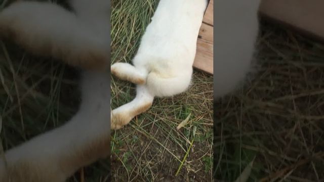 КАК ОПРЕДЕЛИТЬ ПОЛ У КРОЛИКОВ 3.4 МЕСЯЦА .As to determine floor at the rabbit смотреть онлайн