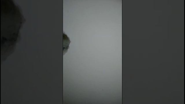 Электрика от застройщика смотреть онлайн