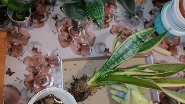 ?САНСЕВИЕРИЯ(ЩУЧИЙ ХВОСТ),пересадка,уход в домашних условиях.?Часть1.?Мои комнатные цветы.? смотреть онлайн
