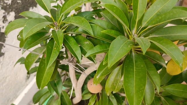 Chiku , sapodilla plant after 1.4 year latter in pot смотреть онлайн