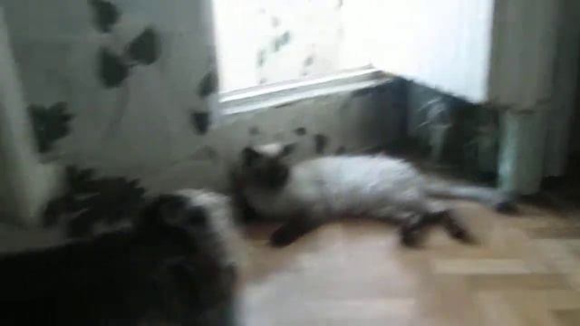 йоркширский терьер играет с котёнком))) смотреть онлайн
