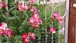 Мои ароматные розы. Плетистые. Часть 1. Лето 2022.