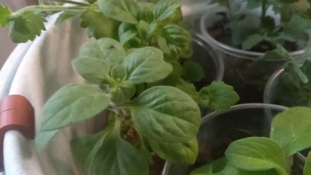 #грозовоенебопетуния Черенки от Надежды смотреть онлайн