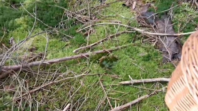 Vlog:собираем грибы? в Айфеле ??