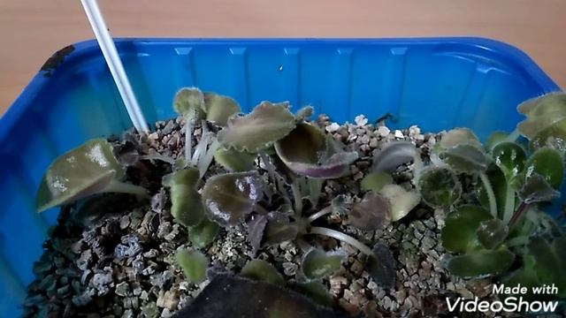 "Детки" фиалок в вермикулите смотреть онлайн