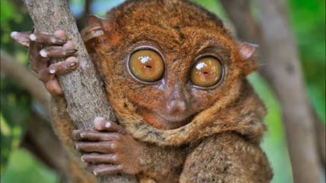 Common Ancestry Pt. 2 смотреть онлайн
