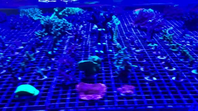 Manhattan Aquariums in New York City смотреть онлайн