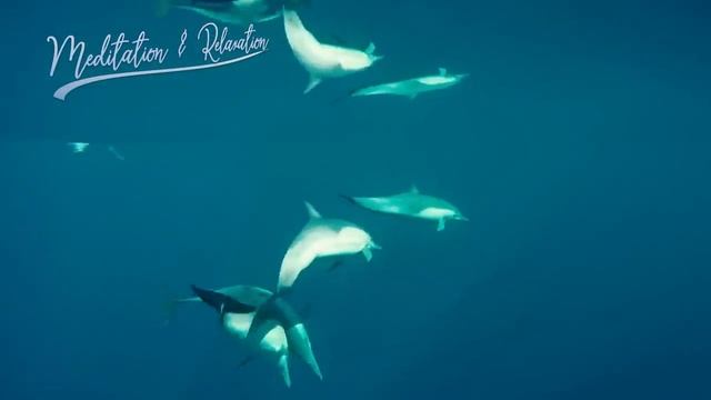 Healing songs of Dolphins & Whales | Deep Meditative Music for Harmony of Inner Peace смотреть онлайн