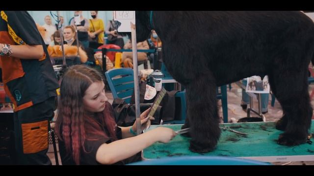 Выставка в Самаре "Уши, Лапы, Хвост" \ Ветеринарный форум смотреть онлайн
