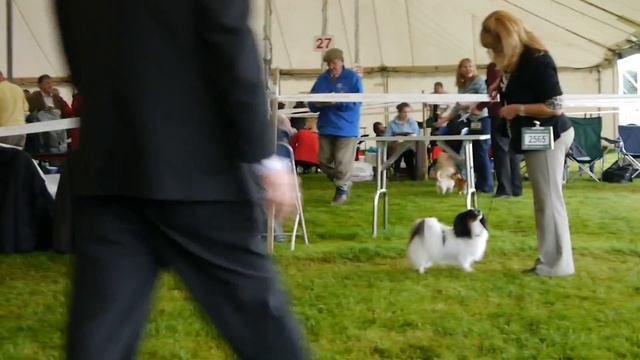 00005.MTS Best of Breed challenge, Border Union смотреть онлайн