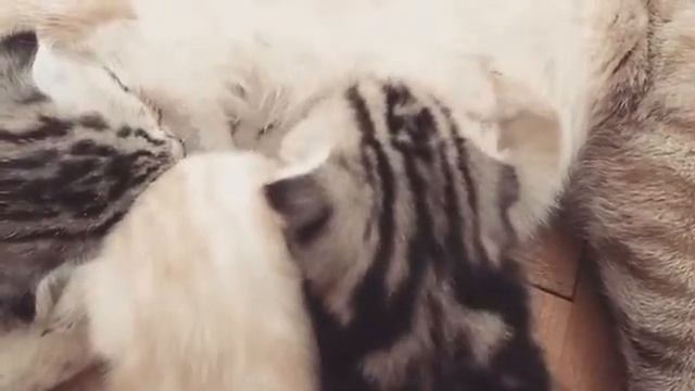 Котята мурчат смотреть онлайн
