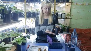 Глоксиния ! Деление клубня ! Размножение !