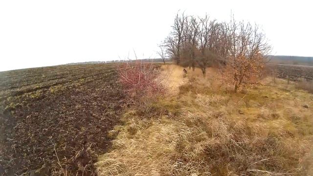 Охота на зайца - Когда зима без снега / Hare hunting - Winter without snow смотреть онлайн